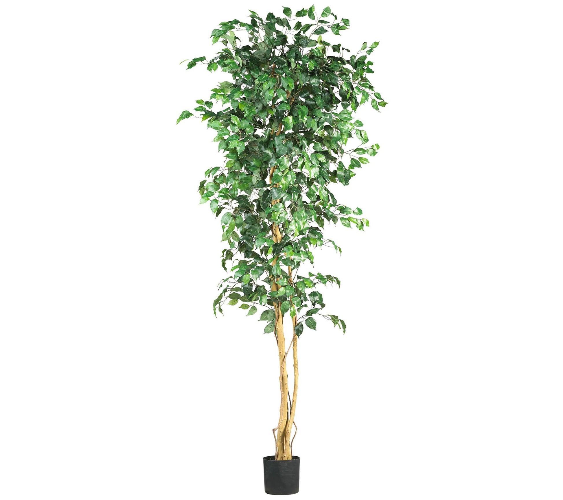 7' Ficus Silk Tree by Nearly Natural
