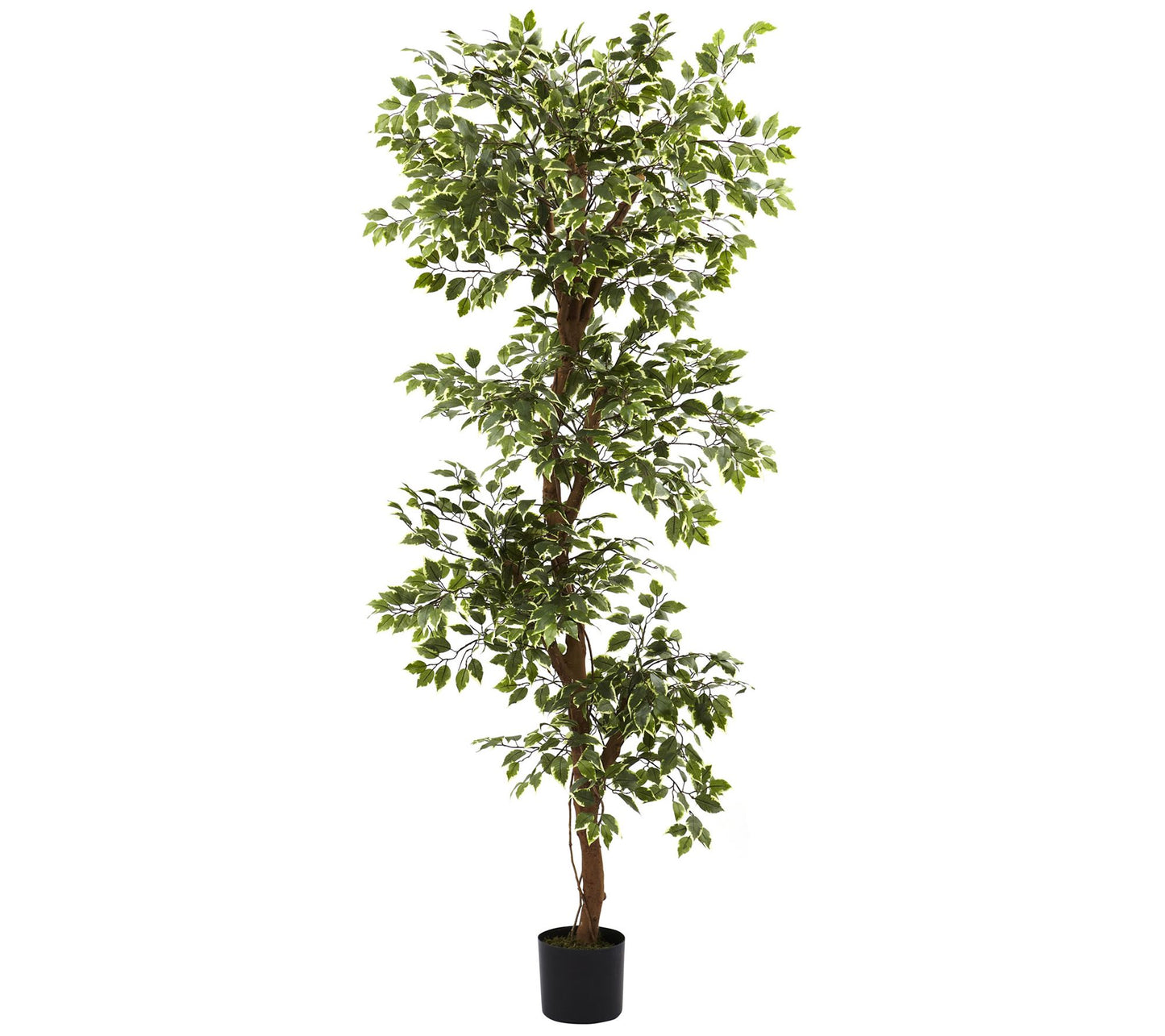 6' Variegated Ficus Silk Tree by Nearly Natural