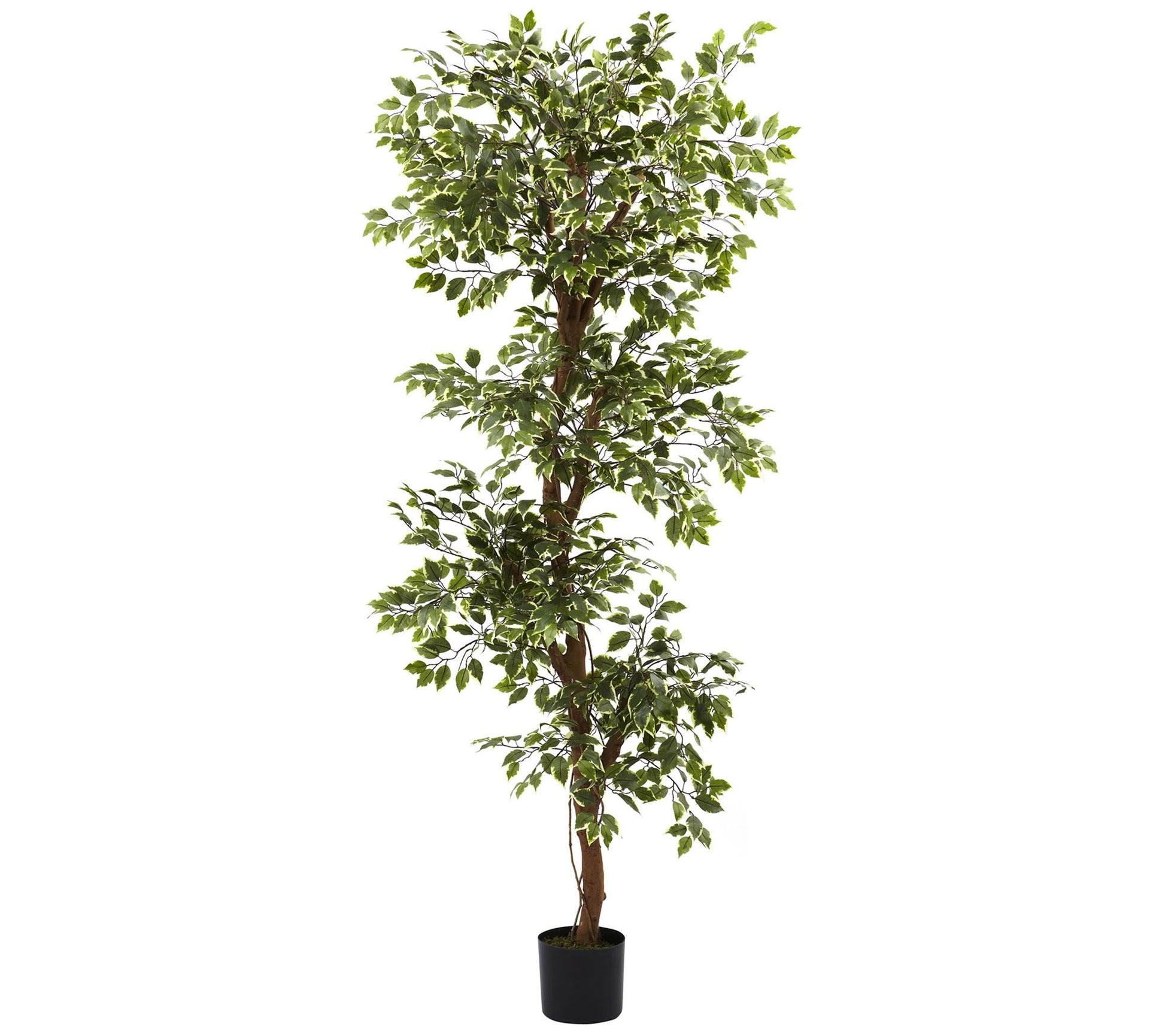 6' Variegated Ficus Silk Tree by Nearly Natural