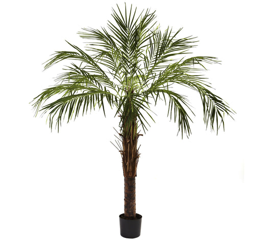 6' Robellini Palm Tree by Nearly Natural