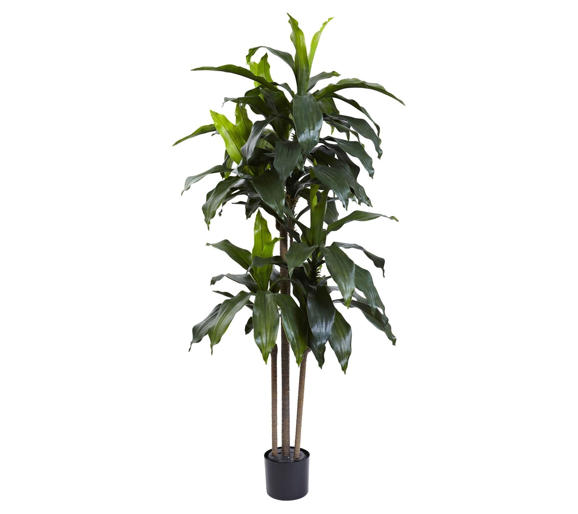 5' Dracaena Plant by Nearly Natural