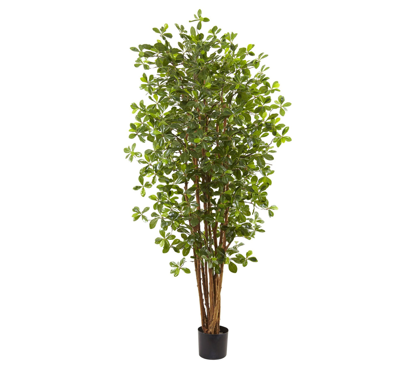 6' Black Olive Silk Tree by Nearly Natural