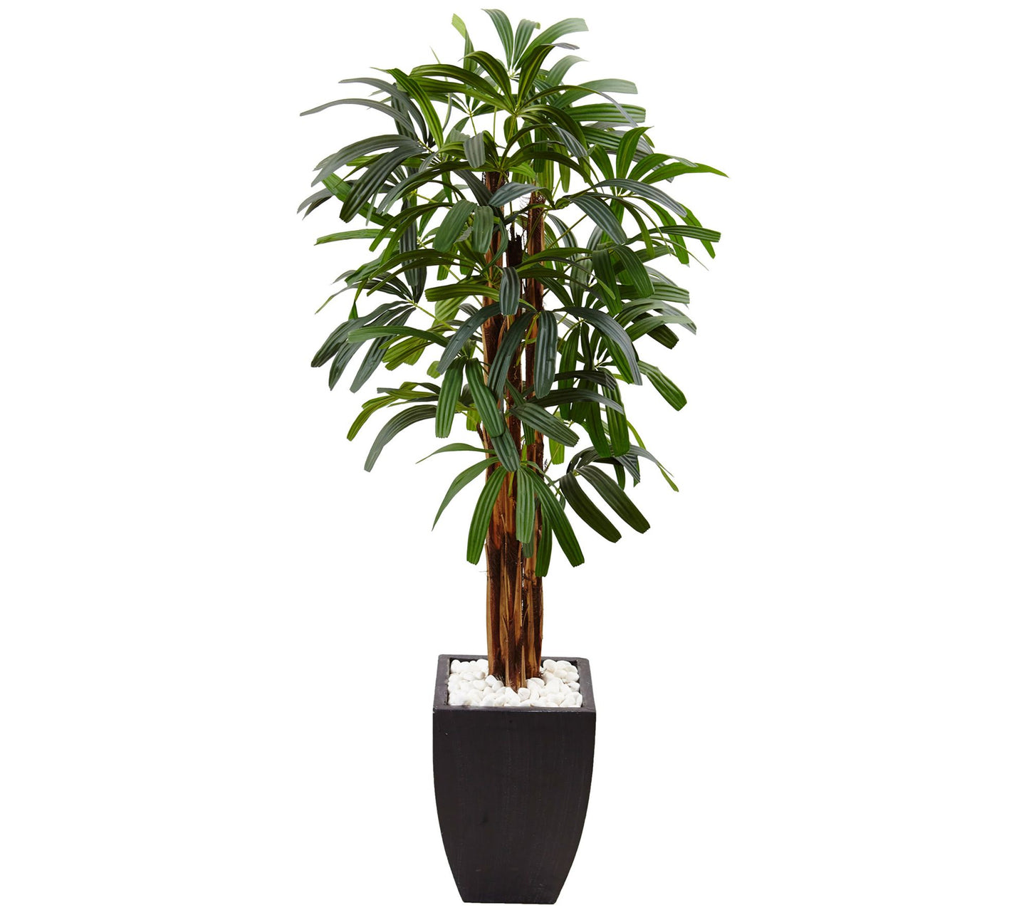 5.5' Raphis Plam Tree in Black Planter by Nearly Natural