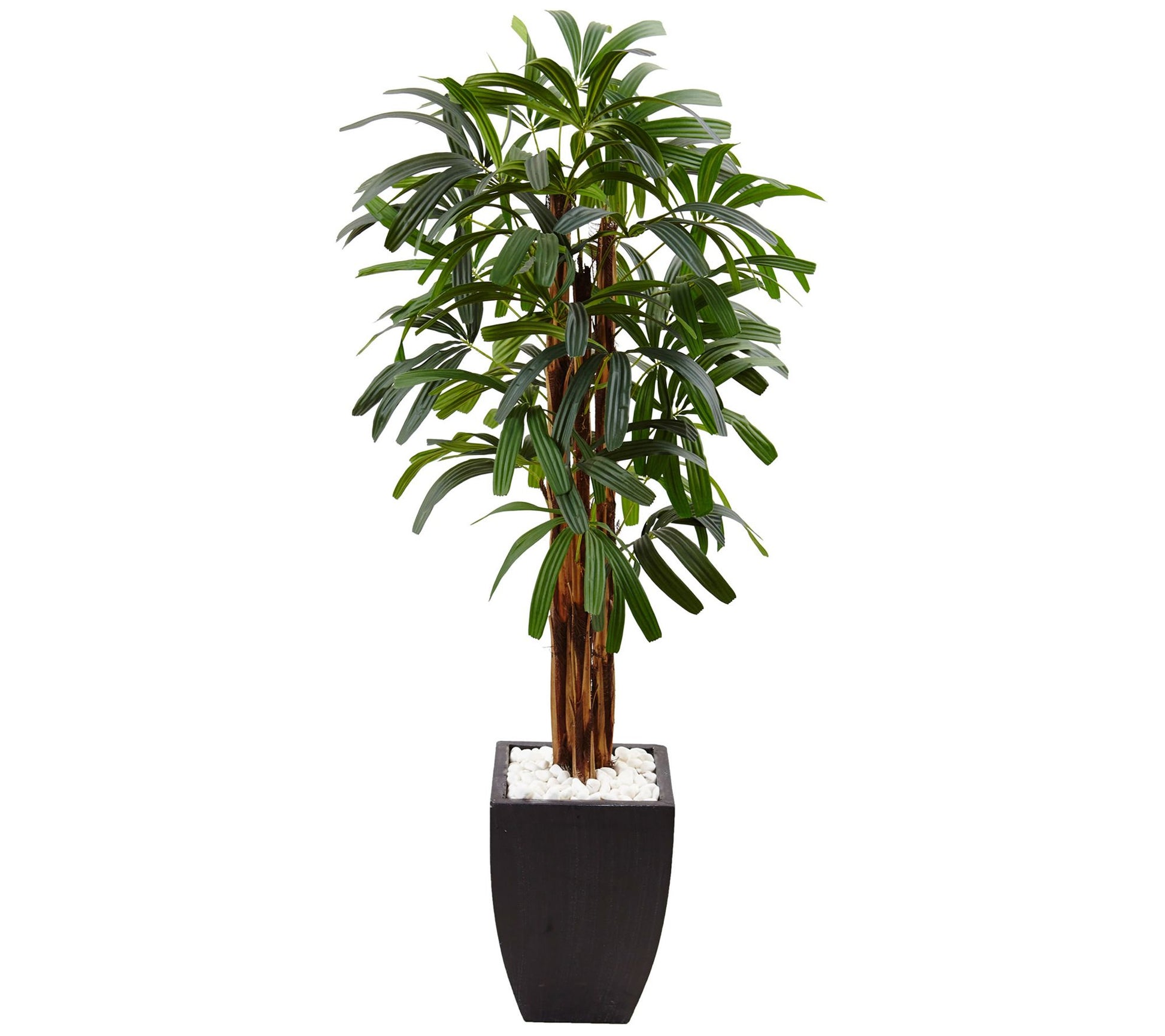 5.5' Raphis Plam Tree in Black Planter by Nearly Natural